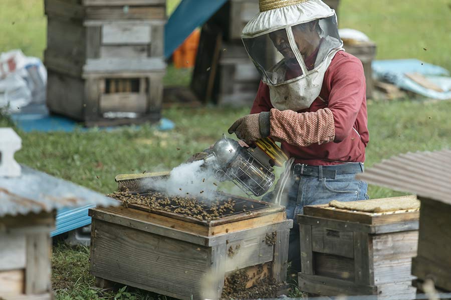 養蜂作業