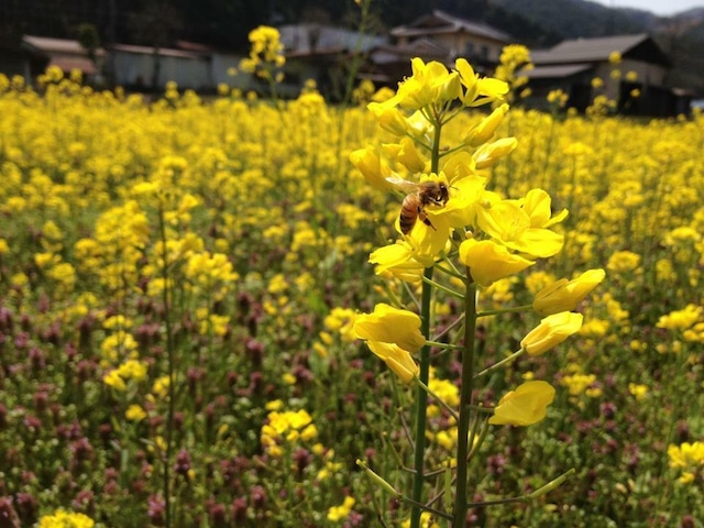 自家農園採取　非加熱・生はちみつ「ハチだけの仕事」100g　　〜　le fleuveのお菓子に使っている蜂蜜です　〜